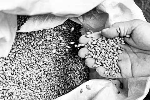 Iniciamos la elaboración con los granos de un cereal que, por tradición, popularidad y capacidad enzimática, son de cebada. Estos pasan a través de un proceso de germinación controlado llamado malteado.